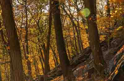 林業與生態環境的關系